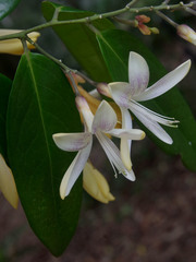 Xanthophyllum fragrans