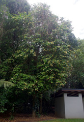 Xanthophyllum fragrans