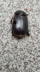 Adoryphorus coulonii