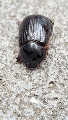 Adoryphorus coulonii