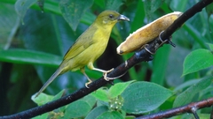 Orthogonys chloricterus