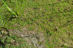 Botrydium granulatum