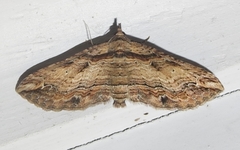 Chrysolarentia leucophanes