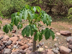 Jatropha macrocarpa