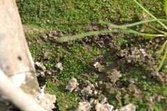Botrydium granulatum