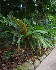 Calyptrocalyx julianettii