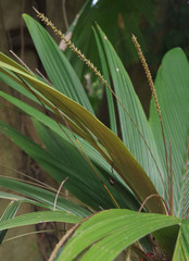 Calyptrocalyx julianettii