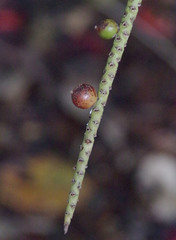 Calyptrocalyx julianettii