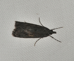 Scoparia anthracias