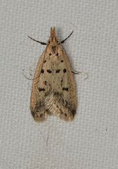 Atheropla decaspila