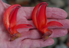 Mucuna novoguineensis