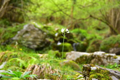 Cardamine dentata