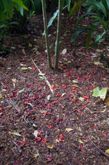Mucuna novoguineensis