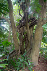 Mucuna novoguineensis