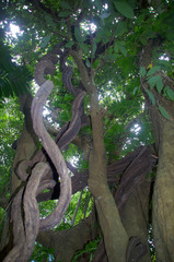 Mucuna novoguineensis