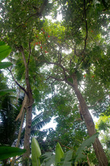 Mucuna novoguineensis