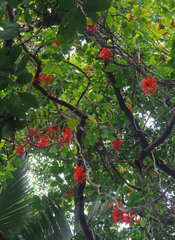 Mucuna novoguineensis