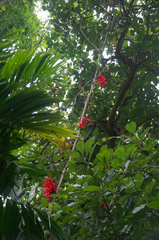Mucuna novoguineensis