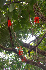 Mucuna novoguineensis