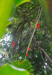 Mucuna novoguineensis