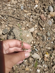 Galium verticillatum