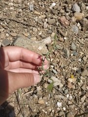 Galium verticillatum