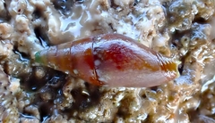 Mitrella lincolnensis