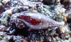 Mitrella lincolnensis