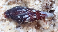 Mitrella lincolnensis