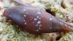 Mitrella lincolnensis