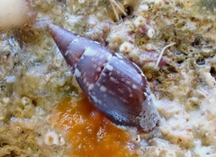 Mitrella lincolnensis