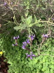 Lavandula canariensis subsp. canariensis image