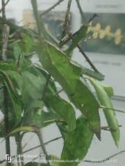 Heteropteryx dilatata