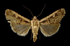 Dichagyris polycala