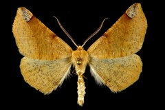 Caripeta triangulata