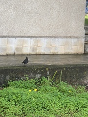 Turdus merula cabrerae