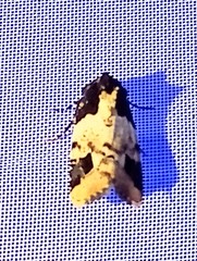 Bryolymnia bicon