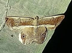 Opisthoxia formosante