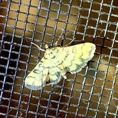 Glycythyma chrysorycta