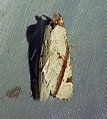 Calledema contingata