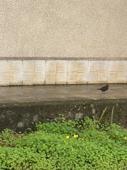 Turdus merula cabrerae