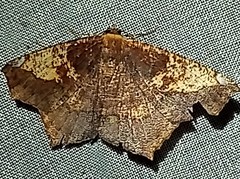 Paragonia cruraria