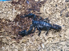 Heterometrus spinifer