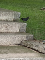 Turdus merula cabrerae