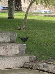 Turdus merula cabrerae