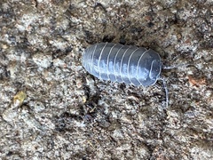 Armadillidium vulgare