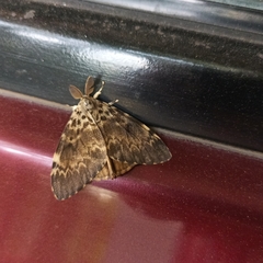 Lymantria ampla