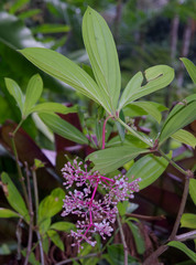 Medinilla multiflora