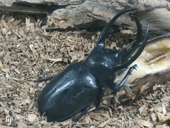 Chalcosoma