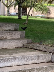 Turdus merula cabrerae